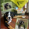 Trey’s Adventures with his Tripawd Wheelchair TreyRocks