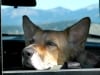 Jerry waits patiently while his people check out Signal Mountain