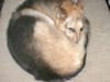 My Best Possum Impersonation