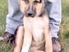 What a Pretty Puppy