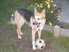 Just try to get the ball.