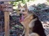 Jerry Hikes to Waterdog