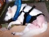 White Shepherd Timber Rear leg Amputation Recovery