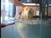 Chuy on Canine Hydrotherapy Treadmill