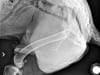 Rear leg amputee x-ray