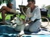 Dog Massage for Tripawd Spree