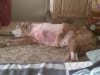 Buck 16 Yr Old Golden Retriever After Amputation