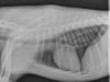 Jackson's Clear Lung X-Rays