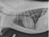 Jackson's Clear Lung X-Rays
