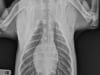 Jackson's Clear Lung X-Rays