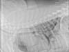 Lung Metastasis