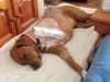 Xena Amputation Recovery 