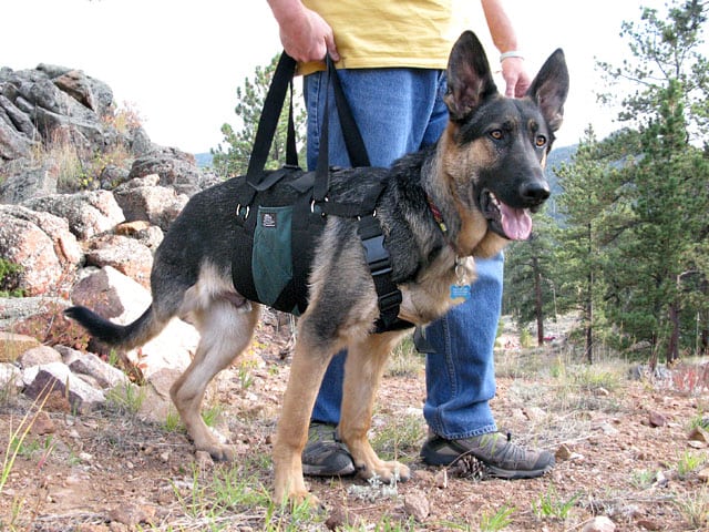 Walking harness for tripod dog sale