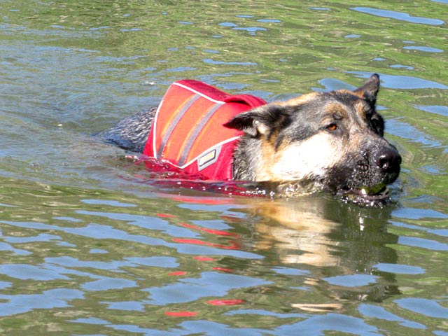 wyatt swims with k9 float coat