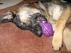 Busy Buddy Saucer Treat Toy