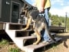 Help Em Up Harness helps Tripawds up stairs