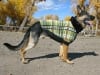 Wyatt models Premier Fido Fleece dog sweater