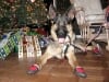 Ruff Wear Grip Trex Dog Boots Provide Traction on Slippery Floors