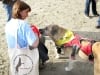Max in Ruff Wear Harness, Susan with Tripawds Bag 