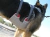 Ruff Wear Doubleback Dog Climbing Harness