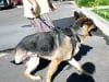Wyatt with EzyDog Harness and Leash