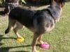 FitPaws Paw Pods Dog Balance Exercise Gear