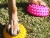FitPaws Paw Pods Dog Balance Exercise Gear
