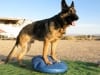 Wyatt Exercises on FitPAWS Balance Disc