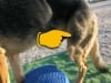 Wyatt Exercises on FitPAWS Balance Disc