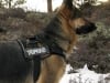 Wyatt in Tripawd Convert Harness by EzyDog