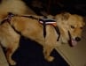 Chuy Maloney Wears the Help 'Em Up Harness