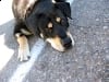 Cannonpaw Run Baggins Handoff Fort Collins, CO