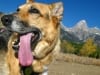 Jerry sticks tongue out at Grand Tetons