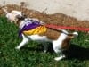 Morris Animal Foundation Elk Grove Walk April 2013