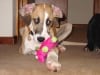 Bella the Three Legged Great Dane - Namesake of BellasPainRelief.com