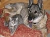 Eisen and Gracie