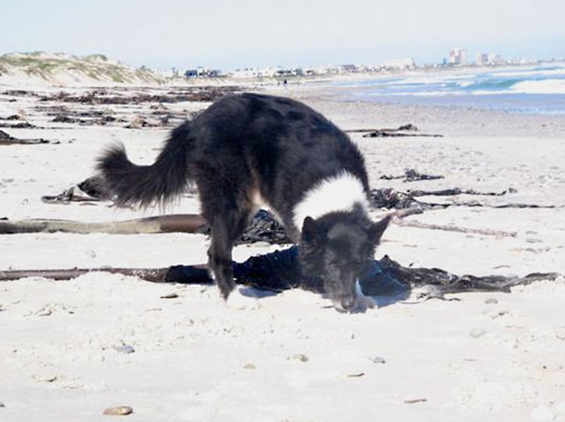 Three legged Dog Dee on South Africa Beach