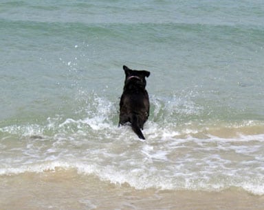 Lalla Dog on beach in Israel