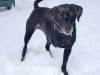 Three legged dog Maya