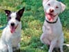 Colorado Tripod Dogs Lily and Cotton