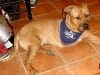 three legged bullmastiff/rhodesian ridgeback