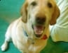 happy three legged lab marley