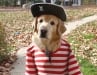 Three legged dog Charley peg leg pirate halloween costume