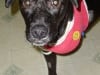 Three Legged Puppy Minnie the Moocher