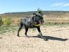 Paris (aka tripawds member gineej) runs at colorado dog park