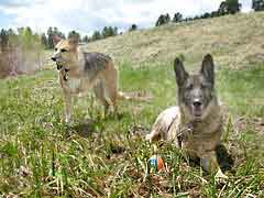 Three Legged Dogs Jerry and Eisen play at Williams Creek Reservoir
