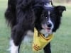 Pacific Northwest Tripawds Pawty
