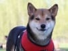 Pacific Northwest Tripawds Pawty