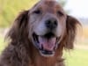 Pacific Northwest Tripawds Pawty