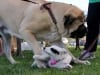 Pacific Northwest Tripawds Pawty